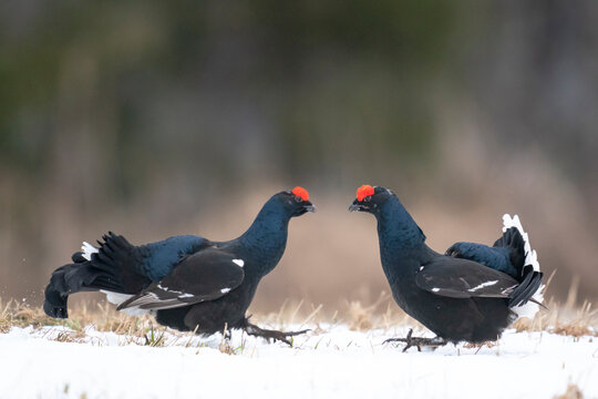 Finland, Northern Ostrobothnia Region, Kuusamo. Two male black grouse face off during the lek where a group of birds come together to display for the females.