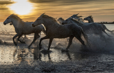Obrazy na Szkle  Europe, France, Provence, Camargue. Horses running through water at sunrise.