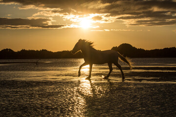 Europe, France, Provence, Camargue. Camargue horse walking in water at sunrise. - obrazy, fototapety, plakaty