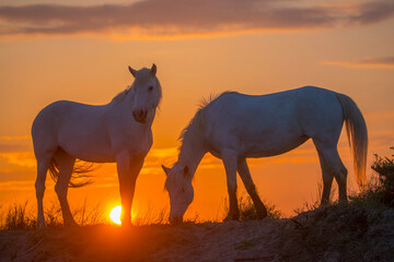 Europe, France, Provence, Camargue. Two Camargue horses at sunrise. - obrazy, fototapety, plakaty