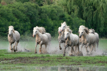 Europe, France, Provence. Camargue horses running in water. - obrazy, fototapety, plakaty