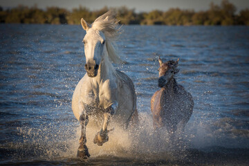 Europe, France, Provence. Camargue horses running in water.
