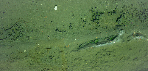 Natural green abstract background. Seabed of puddle with algae seen through clear water.