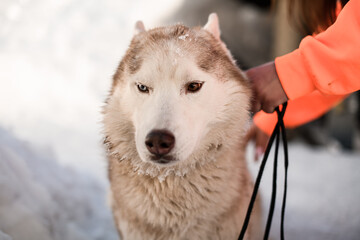 close-up portrait of sled dog husky breed dog on winter background