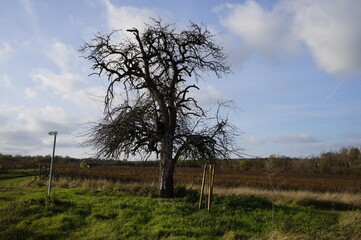 Fototapeta premium Alter Baum am Römerweg