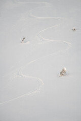 mountain slope with pure white powdery snow with freeride skiing tracks