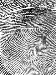 Fingerprint on white paper, as background. Index fingerprint.