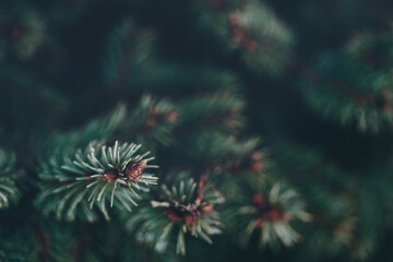 Naklejka na ściany i meble Beautiful Christmas Background with green pine tree brunch close up. Copy space, trendy moody dark toned design for seasonal quotes. Vintage December wallpaper. Natural winter holiday forest backdrop