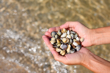 Many small seashells in female hands against the backdrop of the sea coast. Ecology concept