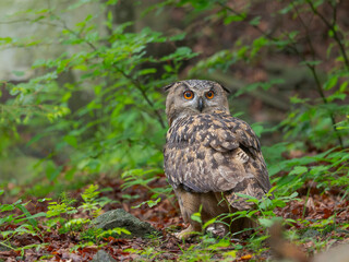 Eurasian eagle-owl (Bubo bubo). National Park Bavarian Forest, enclosure. Europe, Germany, Bavaria