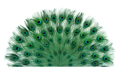 Beautiful bright peacock feathers on white background - Powered by Adobe