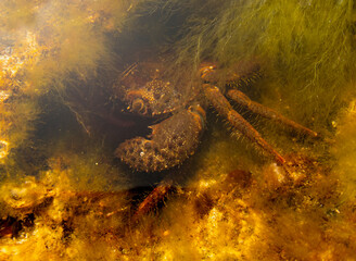 il granchio mimetizzato 4b