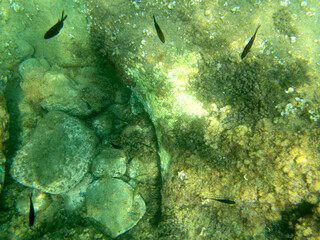 Fondale marino Acicastello 31