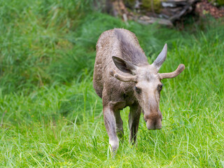 Elk also called Moose in North America (Alces alces). National Park Bavarian Forest (Bayerischer Wald), Enclosure. Europe, Germany, Bavaria
