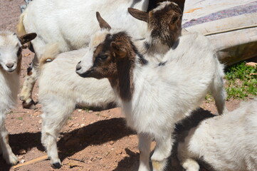 Many goats 