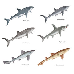 Fototapeta premium requin blanc, requin tigre, requin, marteau, requin bouledogue, grands roussette, emissole tacheté poisson, mer, animal, vecteur, blanc, illustration, océan, isolé, bleu, sous-marin, ailette, eau, pr