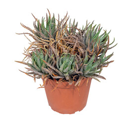 Perennial Plant, Succulent Aloe Juvenna (Latin Name). The Homeland of Growth Is Kenya. Isolated On White Background