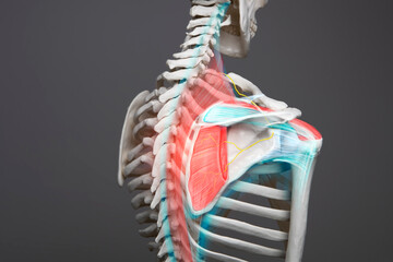 Shoulder anatomy medical condition, human skeleton, bone, tendon and muscle