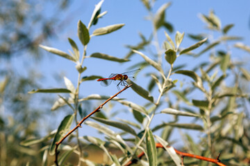A dragonfly sits on a branch in the nature. Dragonfly in the nature habitat.