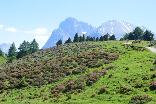Beautiful Alpe di Suise in Southtyrol 