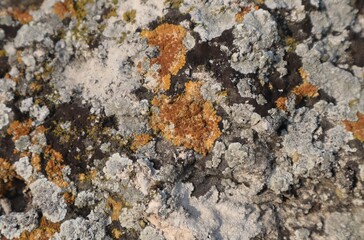 Colored moss grows on an old stone, use it for a background.	