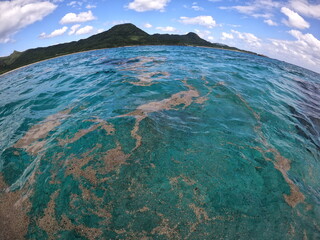 軽石、石垣島の海を漂う