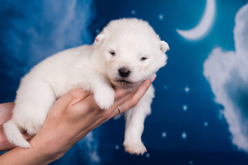 White fluffy small Samoyed puppy dog on hands