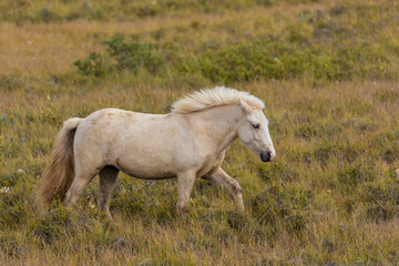 Obraz premium Europe, Iceland. Rugged Icelandic horses endure tough weather.