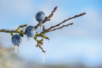 Schlehe gefroren und vereist, ein Schlehenzweig mit Eistropfen, eines morgens bei Frost im Winter