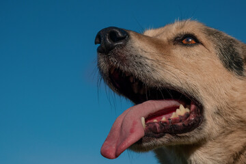 Beautiful dog close-up. sunny day
