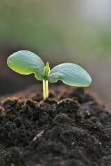 seedlings in soil.Gardening and agriculture.Growing seedlings. Growing bio organic vegetables and greens. Earth Day. Ecological concept. 