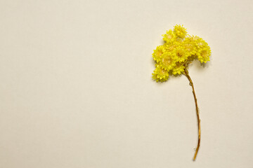 Yellow-flowered helichrysum arenarium isolated background photo. Known as dwarf everlast, and as...