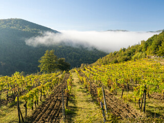 Fototapeta premium Italy, Tuscany. Vineyard with fog in the valley beyond.