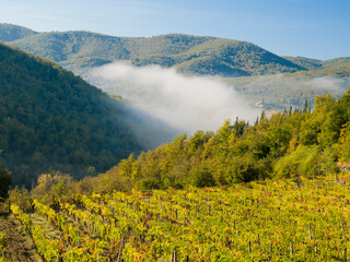Fototapeta premium Italy, Tuscany. Vineyard with fog in the valley beyond.