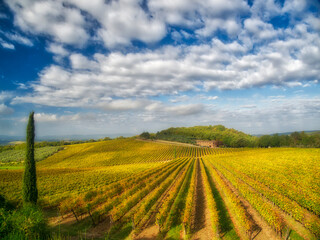 Fototapeta na wymiar Italy, Tuscany. Vineyard leading to a farmhouse in Tuscany with blue skies and puffy clouds.