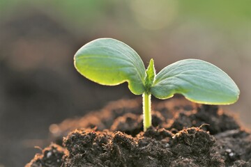 seedlings in soil.planting seedlings.Gardening and agriculture.Growing seedlings. Earth Day. Ecological concept. 