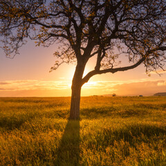 Fototapeta premium silhouette d'un arbre devant le soleil couchant