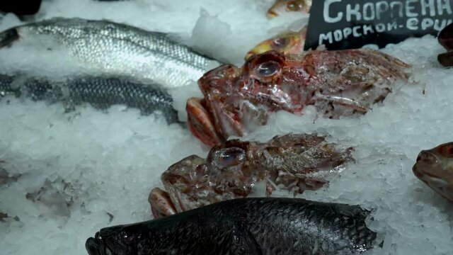 Various varieties of fish on the counter of the fish market