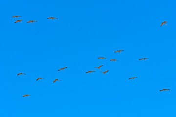 Large Group of Cranes Flying Overhead