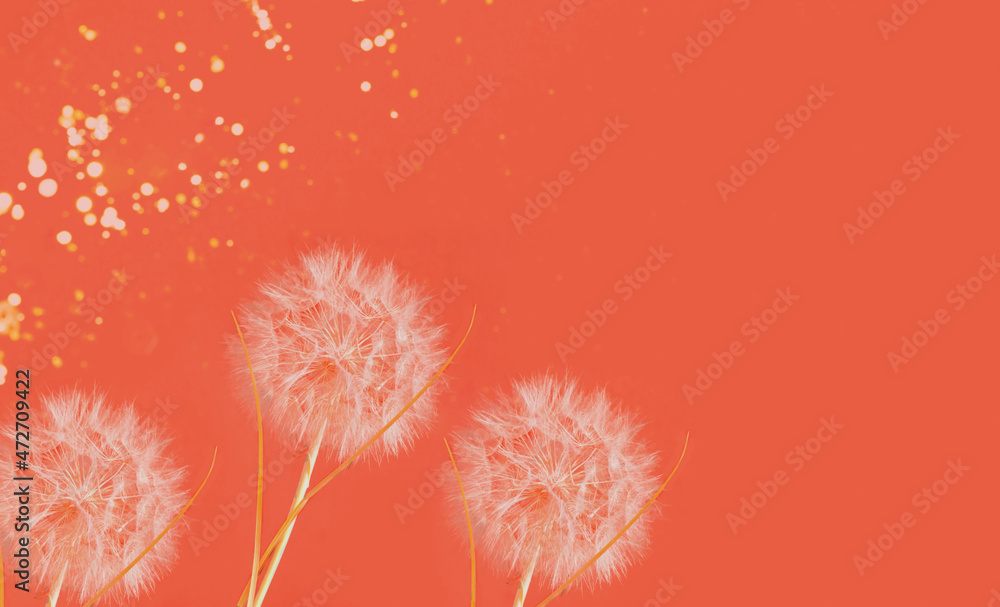 Poster colorful background with white dandelion inflorescence. trendy colors 2022. template mock up of gree
