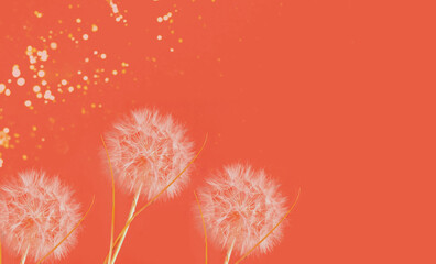 Colorful background with white dandelion inflorescence. Trendy colors 2022. Template mock up of greeting card or text design. Creative copy space.