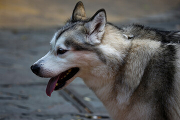  Siberian husky dog in the photo from the side view on a blurred background.