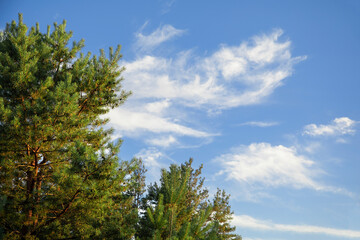 Beautiful pine trees and blue sky background