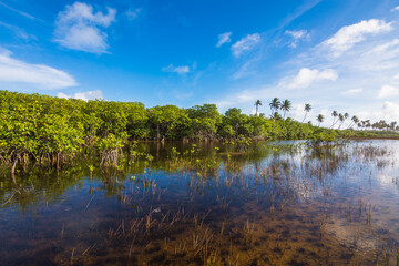 View of a beautiful mangrove and river at Massarandupió Beach - Bahia, Brazil