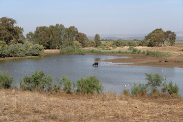 Fototapeta na wymiar Tel Afek, nature reserve in Israel
