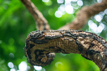 owl in the tree