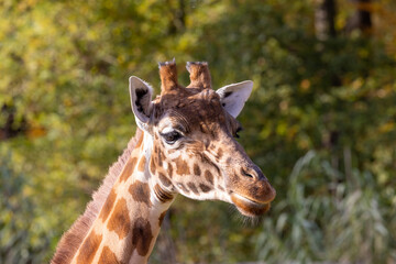 Kordofan giraffe or Giraffa camelopardalis antiquorum, also known as the Central African giraffe against a green natural background. Wildlife animal. High quality photo