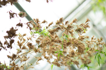 branch of willow with catkins