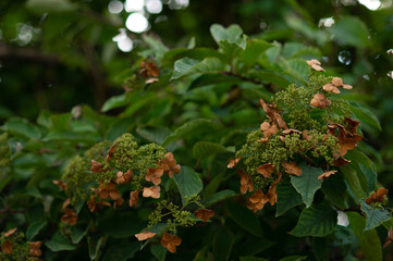 red and green leaves