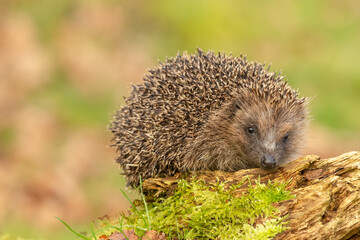 Hedgehog in garden, wild, free roaming native hedgehog,  taken from inside a wildlife garden hide to monitor health and numbers of this favourite but declining species.  copy space